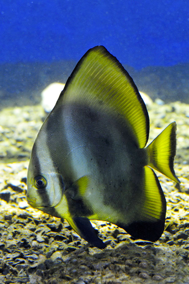 Acquario di Cala Gonone - pesce pipistrello_foto di Mauro Spanu