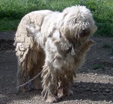 Cane Fonnesu